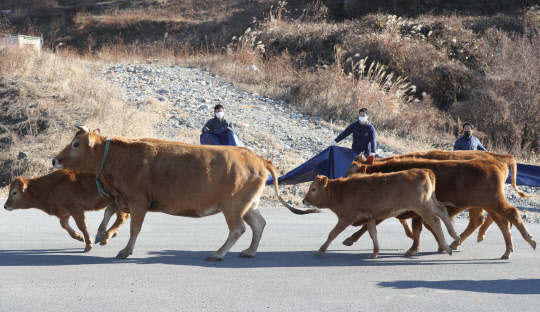 농림축산식품부는 21일 캐나다의 한 비육우 농장에서 비정형 광우병이 발생한 사실을 확인하고, 캐나다산 쇠고기 수입검역을 중단했다고 밝혔다. 지난 14일 경남 창원시 진해구 제덕동 한 골프장 옆 공터에서 무단 방목된 소 떼 포획 작업이 진행되고 있다. <연합뉴스>
